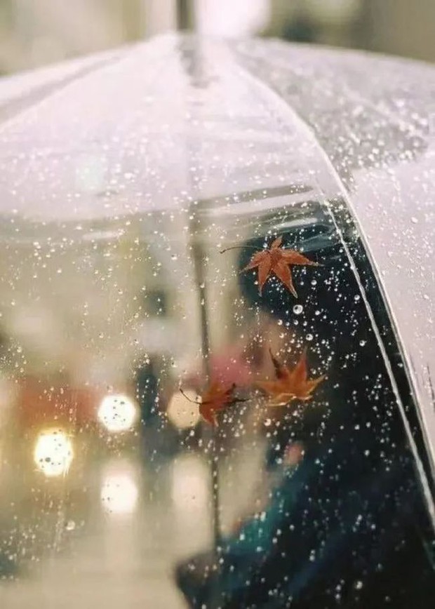 Chiếc ô trong suốt ở Nhật Bản: Trở thành vật quốc dân trong ngày mưa, là nét văn hóa không thể thiếu của đất nước mặt trời mọc - Ảnh 12.