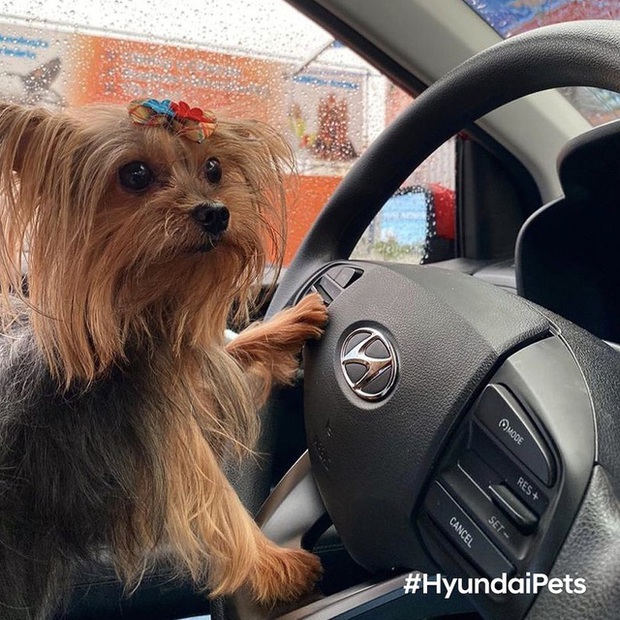 Hyundai tuyển chó làm nhân viên, đặt tên là Tucson và hút khách chưa từng thấy - Ảnh 13