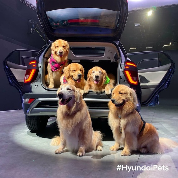 Hyundai tuyển chó làm nhân viên, đặt tên là Tucson và hút khách chưa từng thấy - Ảnh 14