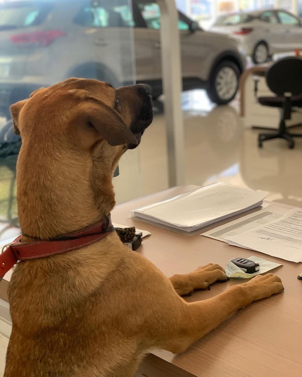 Hyundai tuyển chó làm nhân viên, đặt tên là Tucson và hút khách chưa từng thấy - Ảnh 6