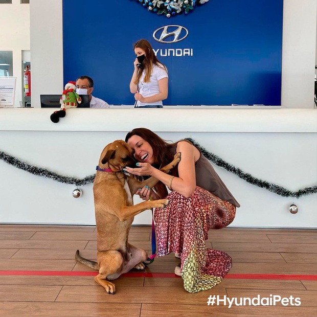 Hyundai tuyển chó làm nhân viên, đặt tên là Tucson và hút khách chưa từng thấy - Ảnh 8