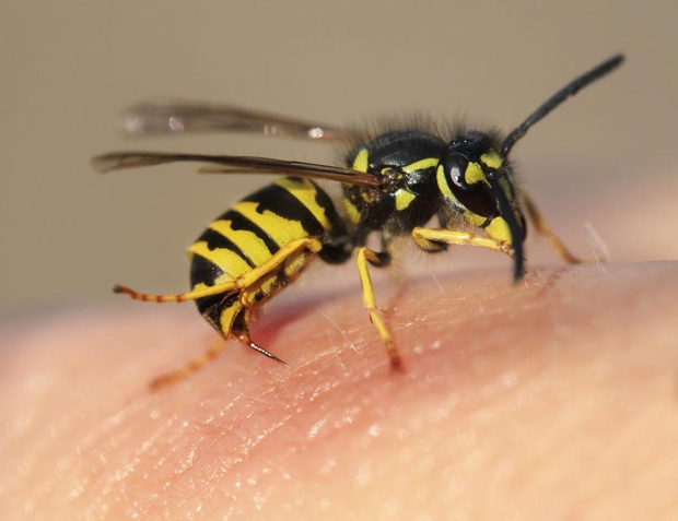 Cách nhận biết và sơ cứu khi bị 6 loại côn trùng nguy hiểm nhất vào mùa hè cắn - Ảnh 7.