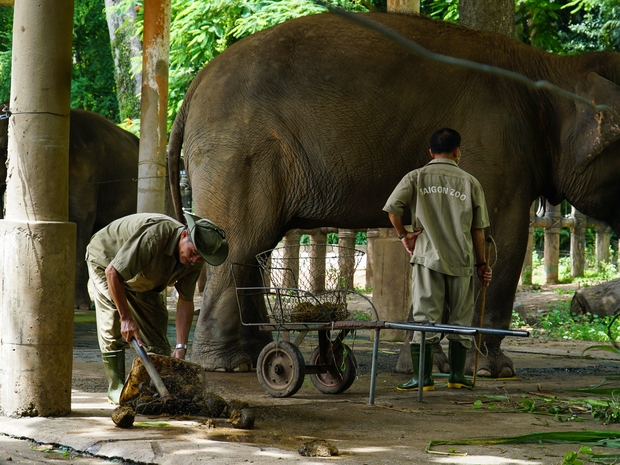 Cận cảnh quy trình sản xuất giấy bằng phân voi tại Thảo Cầm Viên Sài Gòn - Ảnh 1.