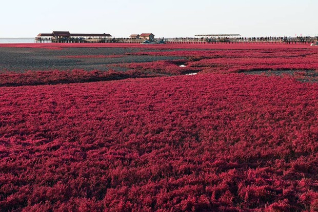 Bãi biển độc đáo ở Trung Quốc bình thường trong xanh nhưng đến mùa thu chuyển màu đỏ sặc sỡ đẹp mê hồn - Ảnh 7.