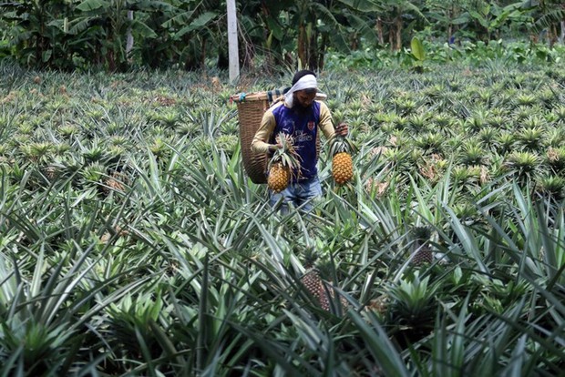 Mùa thu hoạch dứa nở rộ ở Bangladesh - Ảnh 3.