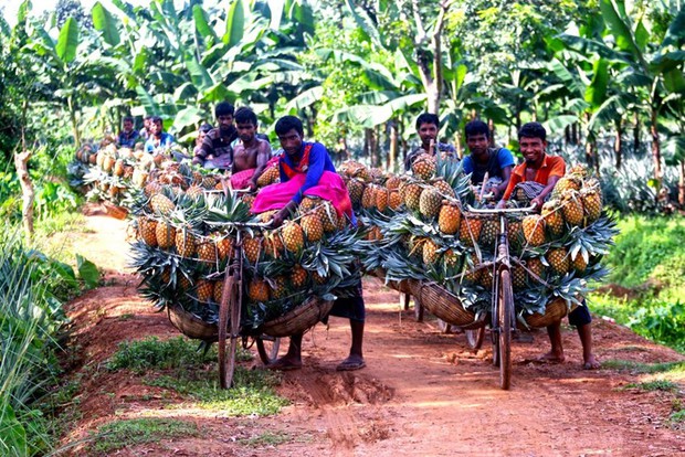 Mùa thu hoạch dứa nở rộ ở Bangladesh - Ảnh 7.