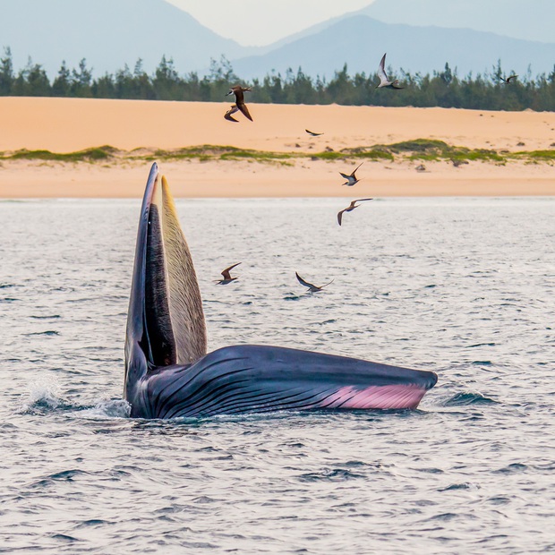 Thích thú, vỡ òa với khoảnh khắc chứng kiến cá voi xanh săn mồi trên biển Đề Gi - Ảnh 7.