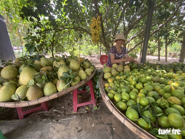 Về làng Đại Bình chơi lễ hội, thưởng thức trái cây miệt vườn bên sông Thu Bồn - Ảnh 5.