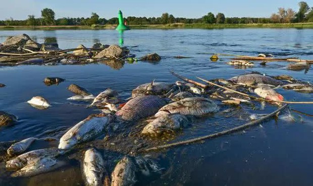 Hàng tấn cá chết bí ẩn, trôi dạt trên sông châu Âu - Ảnh 1.