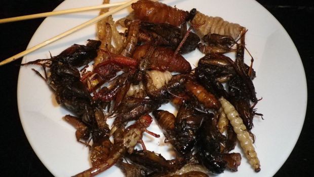 Hãng hàng không Nhật Bản phục vụ đồ ăn chế biến từ côn trùng - Ảnh 1.