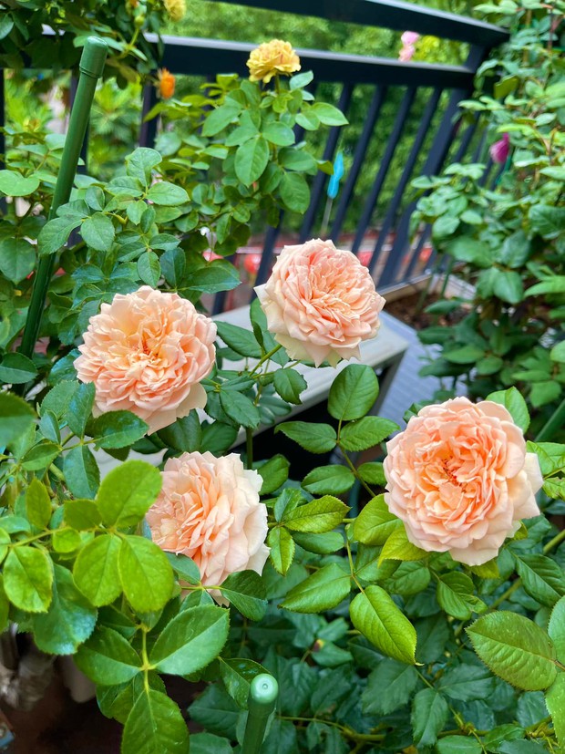 Khu vườn hoa hồng đẹp ngây ngất trên sân thượng ở TP HCM - Ảnh 11.