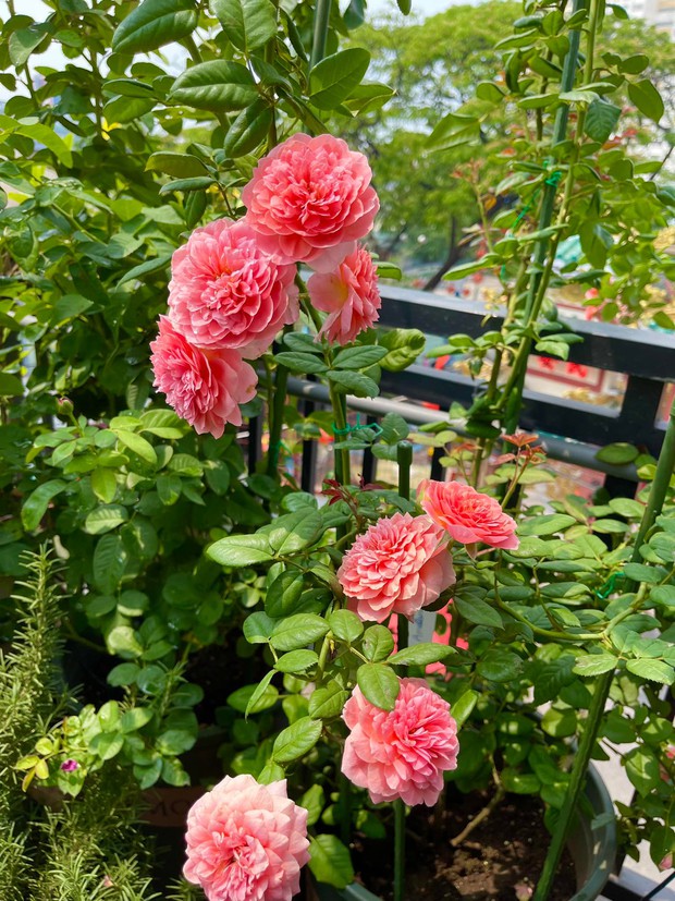Khu vườn hoa hồng đẹp ngây ngất trên sân thượng ở TP HCM - Ảnh 5.