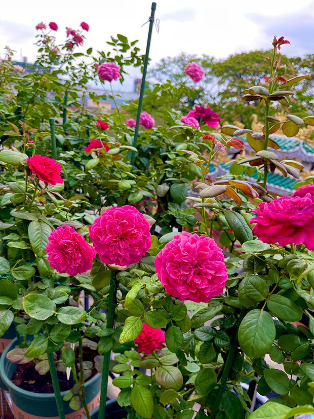 Khu vườn hoa hồng đẹp ngây ngất trên sân thượng ở TP HCM - Ảnh 9.