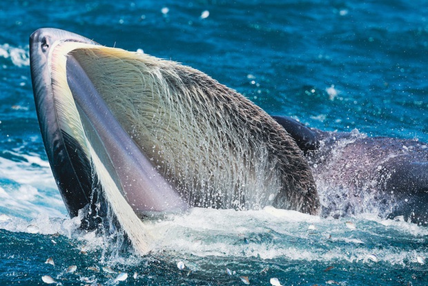 Nhiếp ảnh gia chia sẻ kinh nghiệm săn ảnh cá voi ở biển Đề Gi - Ảnh 2.