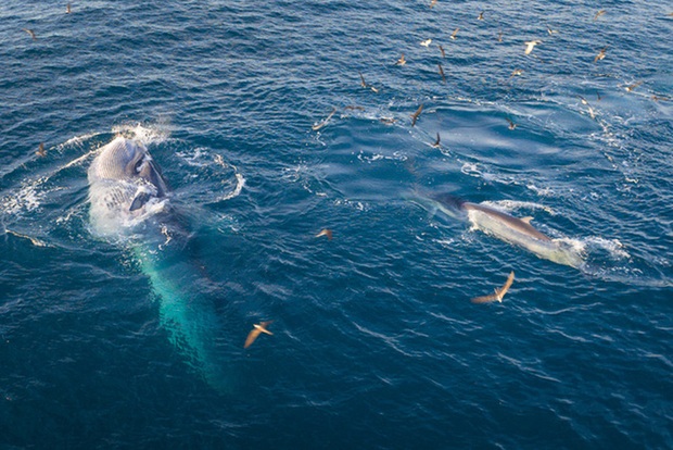 Nhiếp ảnh gia chia sẻ kinh nghiệm săn ảnh cá voi ở biển Đề Gi - Ảnh 4.