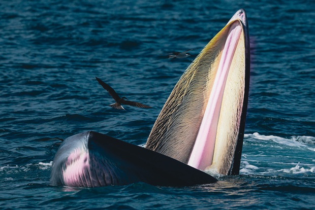 Nhiếp ảnh gia chia sẻ kinh nghiệm săn ảnh cá voi ở biển Đề Gi - Ảnh 7.