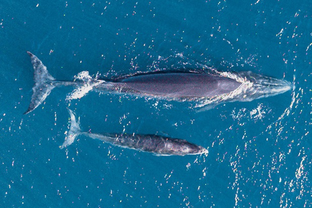 Nhiếp ảnh gia chia sẻ kinh nghiệm săn ảnh cá voi ở biển Đề Gi - Ảnh 9.