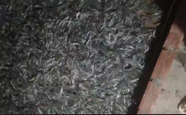Cà Mau: Tôm chết hàng loạt nghi bị đầu độc bằng thuốc trừ sâu - Ảnh 1.