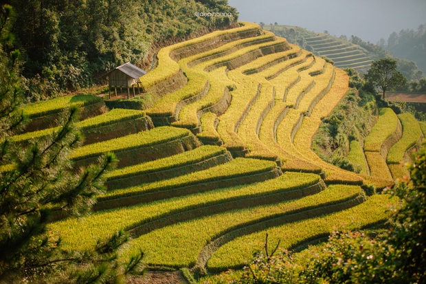 Tháng 9 lên Mù Cang Chải ngắm mùa vàng chảy tràn trên triền núi - Ảnh 11.