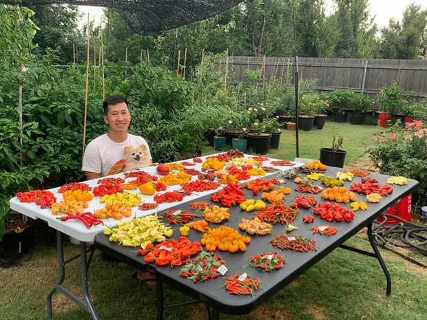Chàng trai Việt trồng hơn 500 giống ớt, khu vườn 300 m2 ngập rau trái quê - Ảnh 1.