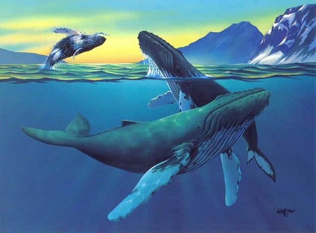 Thiện chiến là vậy, nhưng cá voi sát thủ lại chịu thua trước những thần hộ mệnh to lớn, hiền hòa này của đại dương - Ảnh 4.