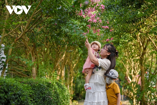 Mê mẩn con đường hoa tường vi đẹp như tranh tại Hà Nội - Ảnh 9. Mê mẩn con đường hoa tường vi đẹp như tranh tại Hà Nội - Ảnh 9.