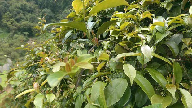 Thịt trâu lá lồm Hòa Bình: Mùi của gia đình, vị của hạnh phúc - Ảnh 1. Thịt trâu lá lồm Hòa Bình: Mùi của gia đình, vị của hạnh phúc - Ảnh 1.
