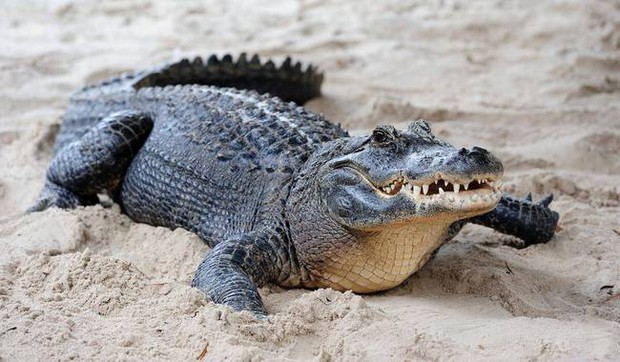 Loài chim hung tợn nhất thế giới: Là thiên địch của cá sấu, sở hữu bộ mặt khó ở đủ biết phải tránh xa - Ảnh 1.