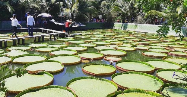 Ngôi chùa có hồ sen mọc lên từ hố bom, lá sen khổng lồ có thể đỡ được cả người - Ảnh 3. Ngôi chùa có hồ sen mọc lên từ hố bom, lá sen khổng lồ có thể đỡ được cả người - Ảnh 3.