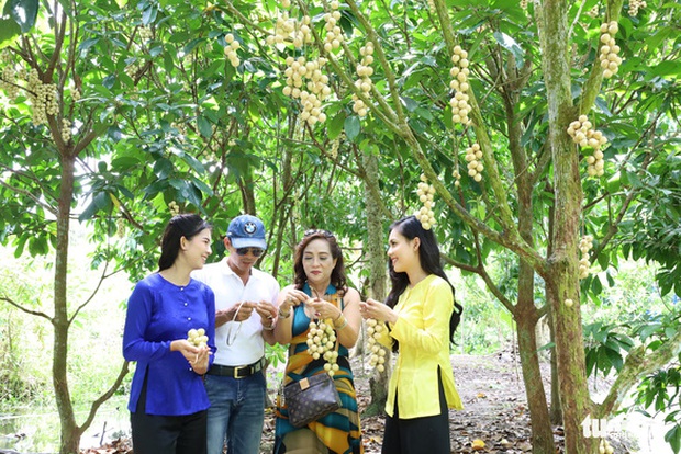 Về Cần Thơ, khó nhịn thèm món gà um dâu Hạ Châu ngọt lịm - Ảnh 1. Về Cần Thơ, khó nhịn thèm món gà um dâu Hạ Châu ngọt lịm - Ảnh 1.