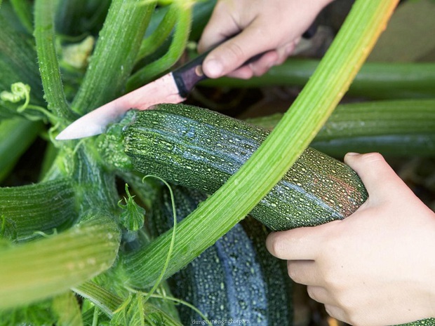 4 bí quyết giúp bạn trồng rau sạch ở ban công đủ ăn quanh năm cho cả gia đình - Ảnh 12.