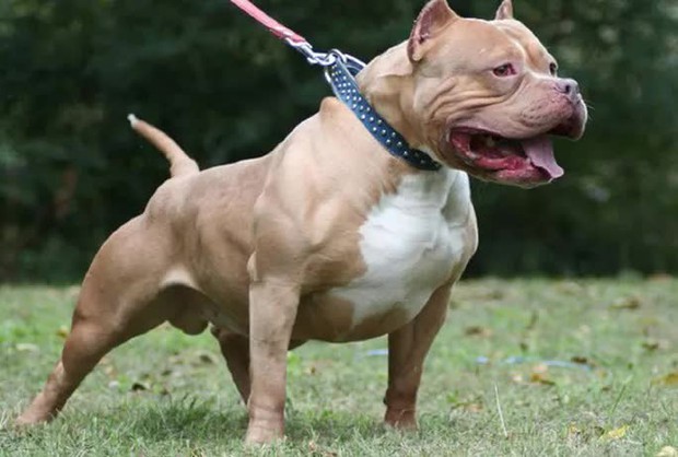 Vụ nữ chủ nhà bị chó Pitbull cắn tử vong: Tiêu hủy con chó phản chủ - Ảnh 1. Vụ nữ chủ nhà bị chó Pitbull cắn tử vong: Tiêu hủy con chó phản chủ - Ảnh 1.