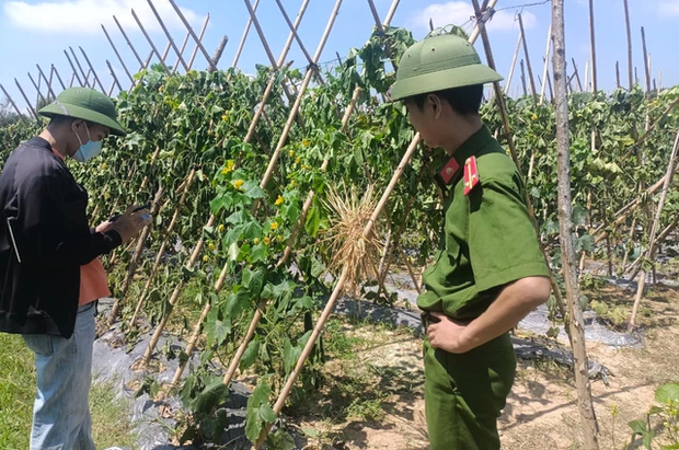 Xót xa ruộng bí sai trĩu quả của lão nông bị kẻ xấu chặt phá nham nhở - Ảnh 3. Xót xa ruộng bí sai trĩu quả của lão nông bị kẻ xấu chặt phá nham nhở - Ảnh 3.