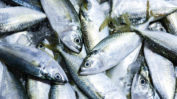 Những loại cá này có hàm lượng axit béo omega-3 cao nhất - Ảnh 2.