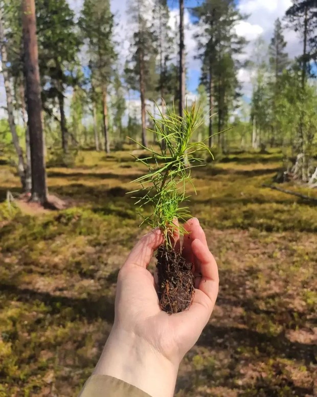 Cuộc thi ôm cây kỳ lạ ở Phần Lan - nơi con người được chữa lành bằng những cái ôm thiên nhiên vào lòng - Ảnh 21.