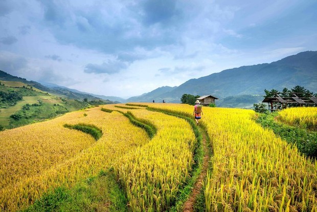 Khách Tây đi tìm cánh đồng lúa đẹp nhất Việt Nam: Chặng đường dài nhưng quá xứng đáng - Ảnh 3.