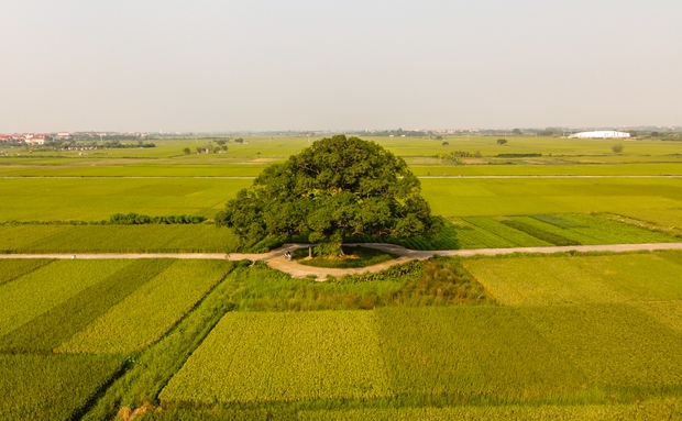 Khám phá điểm check-in siêu đẹp tại cây muỗm hơn 600 năm tuổi tại Bắc Ninh - Ảnh 1.