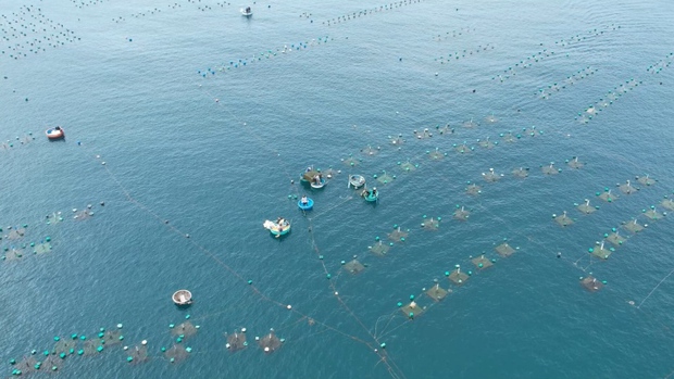 Phú Yên ban hành lệnh cấm biển, ngư dân nuôi tôm hùm khẩn trương chạy bão - Ảnh 2.