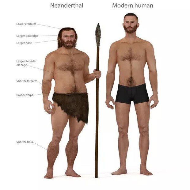 Tại sao người Neanderthal lại thất bại trong cuộc chiến sinh tồn? - Ảnh 2.