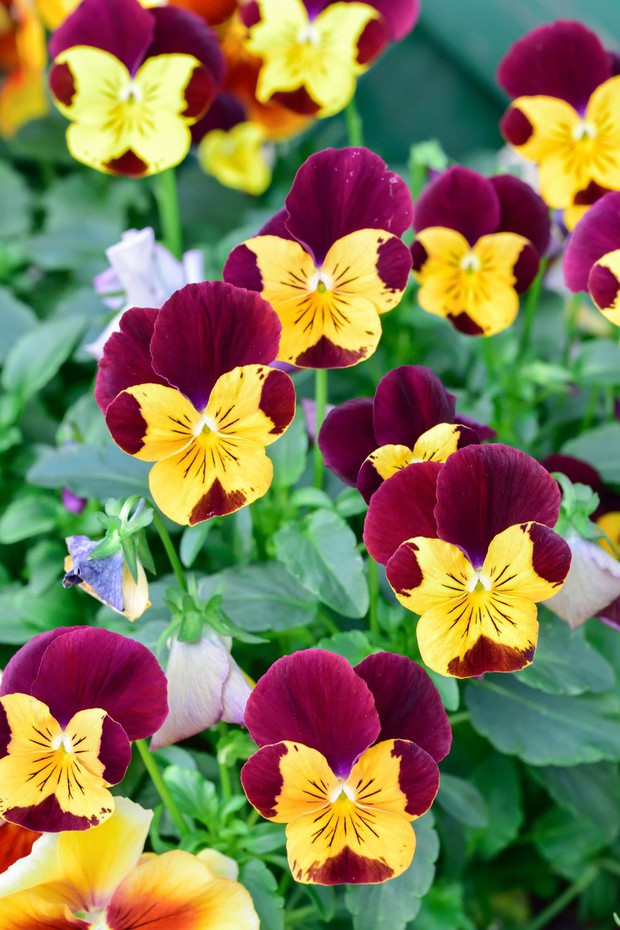 11 loại hoa nên trồng ở khu vườn nhà bạn trong mùa thu - Ảnh 3.