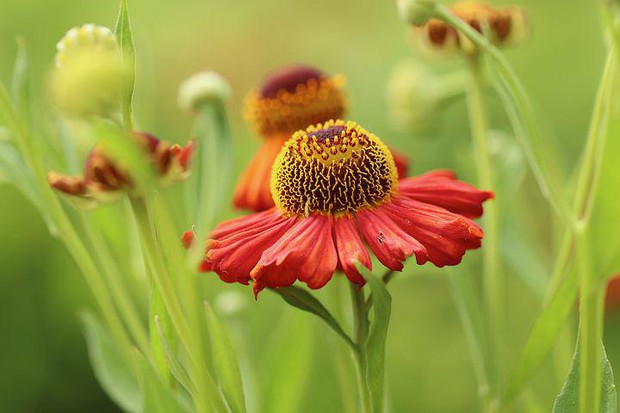 11 loại hoa nên trồng ở khu vườn nhà bạn trong mùa thu - Ảnh 4.