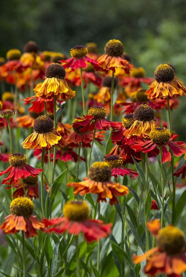 11 loại hoa nên trồng ở khu vườn nhà bạn trong mùa thu - Ảnh 5.