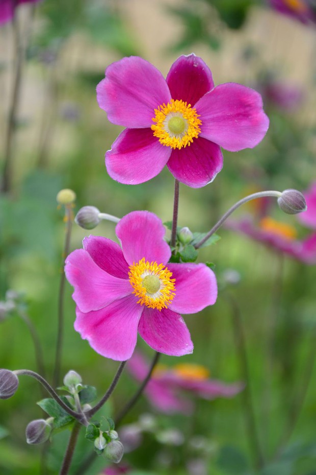 11 loại hoa nên trồng ở khu vườn nhà bạn trong mùa thu - Ảnh 8.