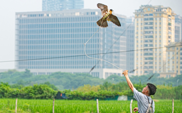 Ảnh, clip: Dùng flycam, định vị GPS để huấn luyện chim trinh sát trên không tại Hà Nội - Ảnh 9. Ảnh, clip: Dùng flycam, định vị GPS để huấn luyện chim trinh sát trên không tại Hà Nội - Ảnh 9.