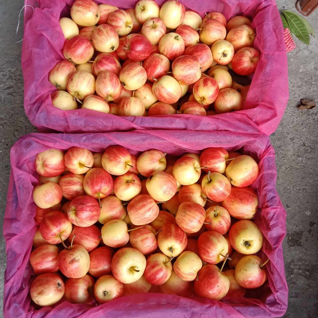 Bất ngờ với loại táo cherry được rao bán trên chợ mạng, giá rẻ chỉ 9 nghìn/kg - Ảnh 2.