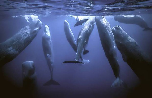Vì sao loài động vật có mũi thở như cá voi lại ngủ được dưới nước? - Ảnh 3.