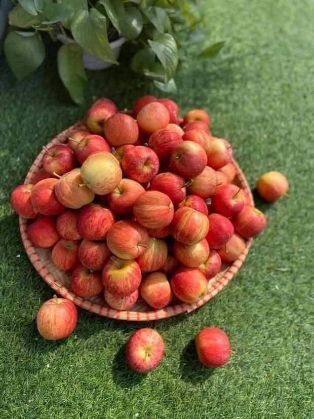 Bất ngờ với loại táo cherry được rao bán trên chợ mạng, giá rẻ chỉ 9 nghìn/kg - Ảnh 4.