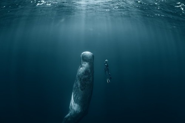 Vì sao loài động vật có mũi thở như cá voi lại ngủ được dưới nước?