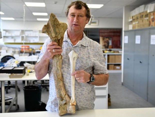 Điều gì đã khiến cho loài vịt quỷ khổng lồ của Australia tuyệt chủng? - Ảnh 2.