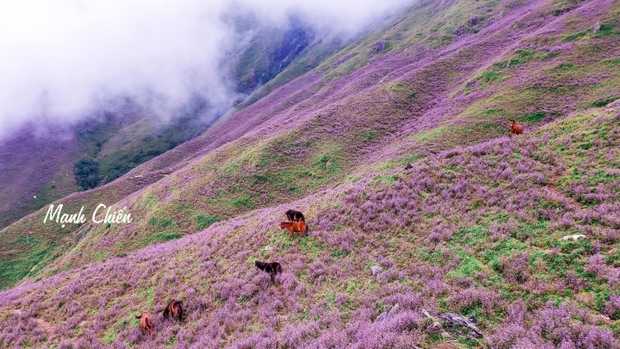 Cánh đồng hoa chi pâu tím lịm ngọt ngào như miền cổ tích ở ‘nóc nhà Yên Bái’ - Ảnh 5.